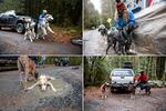 Clockwise from top left: Laura Maffei holds onto her Alaskan malamutes, Tai and Takara; Lou Wolf fastens her dog Jonny's harness; Kim Tinker connects her Alaskan huskies, from left, Ikuma, Summit and Raven to tug lines; Dale Leix's Alaskan husky, Taz, and black mouth cur, Bug, cool off and drink from a puddle.