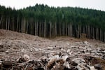 A clearcut left behind where an Oregon forest near Eugene was logged.