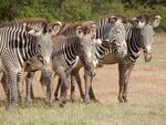 The Portland-based nonprofit Wild Me has developed a tool called Wildbook. It uses artificial intelligence to identify individuals in a species. It can analyze 10,000 photos of zebras to locate a particular individual in two minutes.