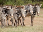 The Portland-based nonprofit Wild Me has developed a tool called Wildbook. It uses artificial intelligence to identify individuals in a species. It can analyze 10,000 photos of zebras to locate a particular individual in two minutes.