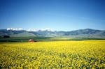 A U.S. Department of Agriculture-provided photo of a canola field.