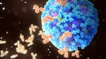 Illustration of human antibodies neutralizing a influenza virus particle.