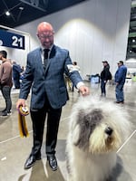 Colton Johnson and Graham the Old English Sheepdog leave the ring after winning Best of Breed at the Rose City Classic Dog Show in Portland, Ore., on Jan. 17, 2026. Last year, Graham won both the Herding Dog and Old English Sheepdog categories at the Westminster Kennel Club Dog Show.
