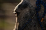 This photo is a close-up of Moses, the wild mustang who was adopted by Cindy Day. The profile photo shows the top portion of Moses' head, including the eyelashes of one eye.
