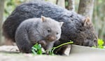 A small wombat stands next to its mother in a zoo. 