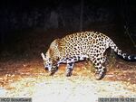 FILE - This Dec. 1, 2016 file image from video provided by Fort Huachuca shows a wild jaguar in southern Arizona. Environmental groups and scientists with two universities are suggesting that U.S. wildlife managers consider reintroducing jaguars to the American Southwest. In a recently published paper, they say habitat destruction, highways and existing segments of the border wall mean that natural reestablishment of the large cats north of the U.S.-Mexico boundary would be unlikely over the next century without human intervention.
