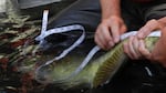 Each fish is also measured. 