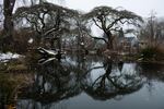 Snow falls on the wetlands at Westmoreland Park in Portland, Ore., Wednesday, Feb. 27, 2019, in Portland, Ore. Another round of snow closed schools in the Portland area Wednesday.