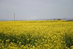 FILE - Canola grows in an Oregon field in this undated file photo.