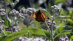 A monarch butterfly on milkweed in bloom.