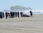 On May 7, 2024, members of the Coquille Indian Tribe assembled on a beach in Bandon in Southern Oregon for an intergenerational ceremony near the body of a dead whale that had washed onto the Tribe's ancestral lands. The Oregon Parks and Recreation Department promptly alerted Tribal officials of the whale, recognizing its cultural significance.