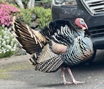 The 2026 Oregon Roadside Wildlife Count encourages people to use the iNaturalist app to document animals (or roadkill) spotted on or near roads and highways.