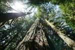 FILE - Old growth Douglas fir trees stand along the Salmon river Trail on the Mt. Hood National Forest outside Zigzag, Ore. A federal judge has found that a Trump-era rule change that allowed for the logging of old-growth forests in the Pacific Northwest violates several laws. U.S. Magistrate Judge Andrew Hallman on Thursday, Aug. 31, 2023 found that the U.S. Forest Service violated the National Environmental Policy Act, the National Forest Management Act, and the Endangered Species Act when it amended a protection that had been in place since 1994.  (AP Photo/Rick Bowmer, File)