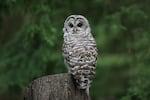 Northern spotted owls, like the one pictured here, are one of many species whose habitat was historically protected by the Endangered Species Act.