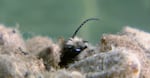 A male mason bee emerges from his cocoon.