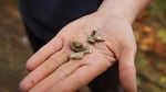 Archaeologist and Southern Oregon University graduate Sophia Tribelhorn holds up small domestic artifacts from an excavation site at a former Black logging family’s home in Maxville townsite, Ore., Sept. 12, 2024.