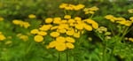 Tansy blossoms, goldenrod and Queen Anne's lace are the wildflowers of late summer in the Columbia River valley.