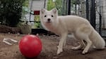 An arctic fox found wandering in Portland in October plays with a red ball at the Oregon Zoo in November 2024, ahead of its transfer to a zoo in Wisconsin.