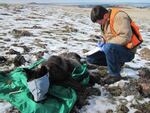 An ODFW biologist in the process of collaring wolf OR33, a 2-year-old adult male from the Imanaha Pack. Feb. 25,2015.