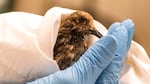 A gloved hand holds a bird saved from an oil spill wrapped in a cloth.