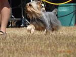 Silky Terrier "Flash" in motion.