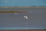 A Snowy Egret seen next to SpaceX facilities in Boca Chica State Park. The land around the launch site is part of a migratory pathway for many species of birds.