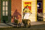 A Happy Canyon Night Show cast member guides a pair of sheep across the set during a rehearsal.