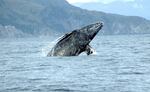 A gray whale breaching in the Pacific Ocean.