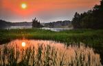 Wetlands are key habitats for native species like birds and juvenile fish, as well as helping manage floods and improving water quality.