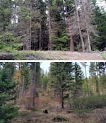 Before and after a wildfire: A thick forest hillside before thinning (top) and (bottom) the view from Forest Service Road 9738 after thinning, near Blewett Pass in Washington.