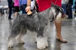 A German schnauzer is brushed before going into the arena for competition. The Rose City Classic Dog Show was held at the Portland Metropolitan Exposition Center Jan. 15-19, 2020.