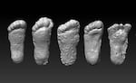 Scans of large footprints said to be created by a Sasquatch or Bigfoot. Jeff Meldrum, a professor of anatomy and anthropology at Idaho State University told KLCC evaluating the gait and anatomy of bipedal species is among his expertise. Meldrum is participating in the Glide Sasquatch Festival as an invited expert.