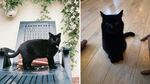 Schroeder and Ferguson now have two cats, Leighton (left) and Phil, and they plan to get an orange cat and name it Cheddar.