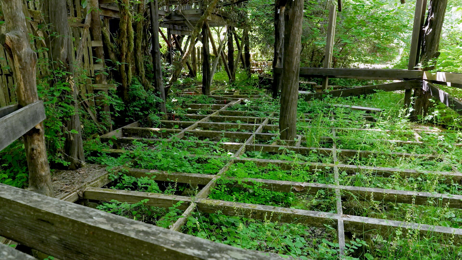 The floors and roofs of vending booths at the Oregon Country Fair are removed following the three-day fair each July. This allows sunlight and rain to reach the forest floor, allowing plants to grow as seen in this image from June 2024.