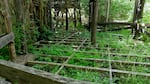 The floors and roofs of vending booths at the Oregon Country Fair are removed following the three-day fair each July. This allows sunlight and rain to reach the forest floor, allowing plants to grow as seen in this image from June 2024.