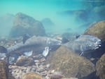 Fish swim in clear water just above rocks.