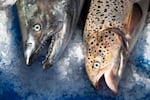 A wild Pacific salmon, left, next to a farm-raised Atlantic salmon at Home Port Seafoods in Bellingham, Washington.