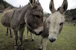 A couple of lucky mini donkeys get to spend their retirement years at On Golden Rescue, Nov. 12, 2024