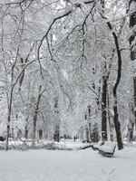 Portland's downtown park blocks transformed by the snow.