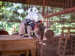 Rafiki, an African giant pouched rat, wears a miniature communications backpack at the Apopo training facility in Morogoro, Tanzania. The backpack is a prototype being designed for use in search and rescue missions. It features a camera and a two-way microphone that wlll enable rescuers to communicate with people trapped under rubble in disaster zones once they've been located by the rat.