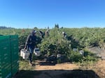 Farmworkers preparing blueberries they picked in Albany, Ore., in June 2021. A farmworker elsewhere was among dozens who died in an extreme heat wave that year.