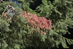 A dead branch is visible on a Western Red Cedar tree in the Willamette National Forest, Ore., Oct. 27, 2023.