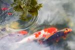 Koi swim in a pond at the Lan Su Chinese Garden.