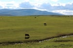 Cattle graze in a pasture in Baker County, Oregon.