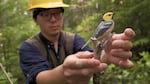 OSU PhD student Hankyu Kim set a decoy designed to trigger the territorial instinct of hermit warblers. The small songbirds will be caught, tagged and released so their movements can be tracked.