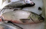 Chinook salmon on ice at the Quinault Indian Nation’s seafood plant. Salmon runs have been half the size they were in recent years. Some say low flows and warm ocean and river temperatures are to blame.