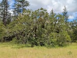 Stephens said the firs may grow around the oak trees more frequently because of the higher nutrient content in the soil.