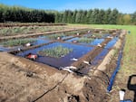 Chastagner and his research team are looking into conifers with resistance to Phytophthora root rot.