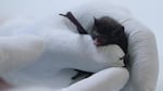 A silver-haired bat is inspected for signs of white-nose syndrome at a wildlife rehabilitation center near Seattle.