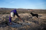 Katie Fite examines a plugged drill hole on the Jindalee lithium claim site in the McDermitt Caldera on the Oregon-Nevada border Friday, April 1, 2022. Fite says mineral exploration has already damaged sage grouse habitat by carving new roadlets and tearing up large patches of sagebrush.